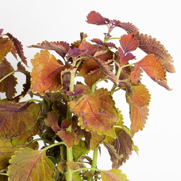 Coleus  Main Street Wall Street  6  Online