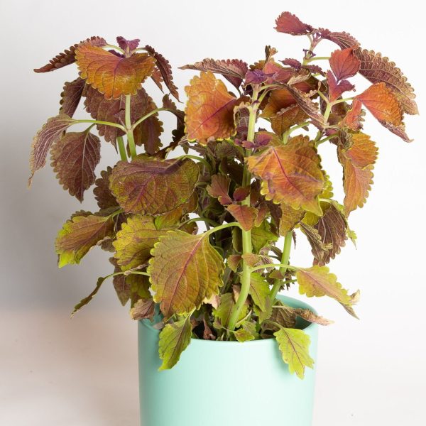 Coleus  Main Street Wall Street  6  Online