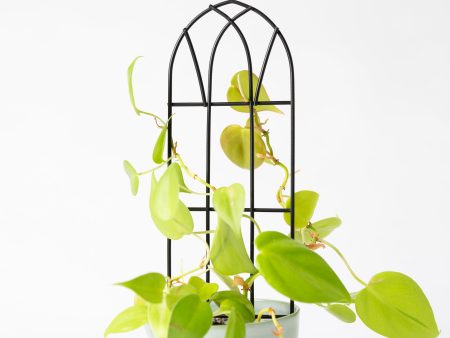 10  Black Metal Arch Trellis Online