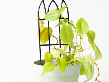 8  Black Metal Arch Trellis Discount