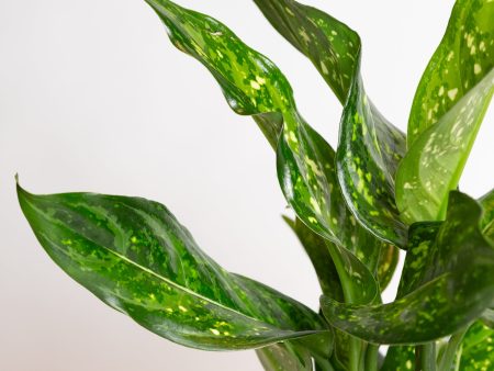 Chinese Evergreen  Emerald Star  8  For Sale