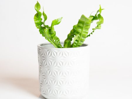 5.5  White Geometric Planter Online