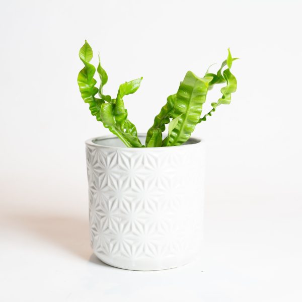 5.5  White Geometric Planter Online