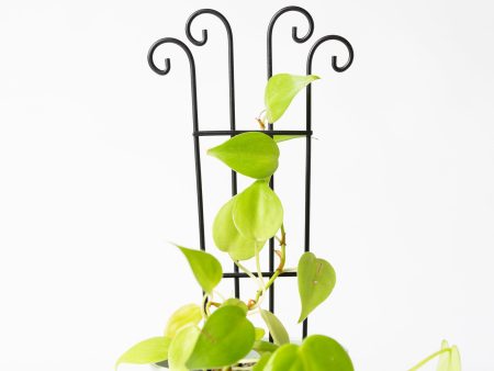 10  Black Metal Flare Trellis Hot on Sale