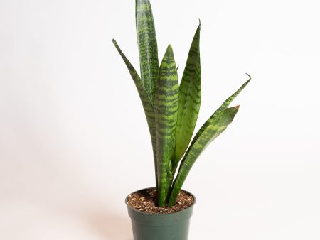 Snake Plant  Zeylanica  4  Online now