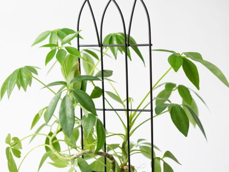 12  Black Metal Arch Trellis Sale