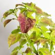 Coleus  Alabama  6  Online now