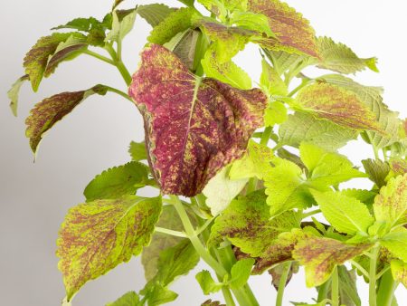 Coleus  Alabama  6  Online now