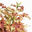 Coleus  Jupiter  6  For Cheap