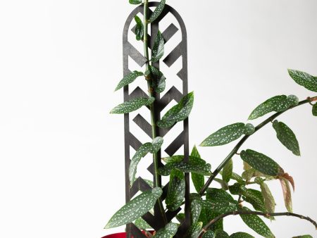 19  Black Arrow Lattice Trellis Online now