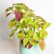 Coleus  Alabama  6  Online now