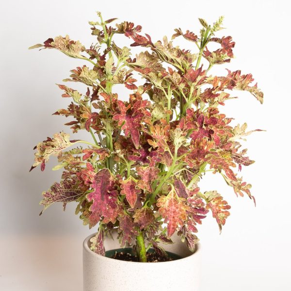 Coleus  Jupiter  6  For Cheap